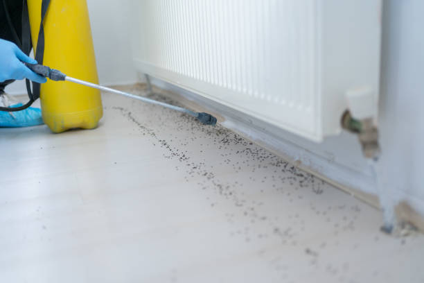Best Ant Control Services  in Firthcliffe, NY